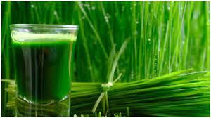  स्किन और बालों की कई समस्याएं दूर करती हैं  गेहूं  की पत्तियां  ... जानें कैसे करें इस्तेमाल