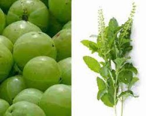 तुलसी और आंवला का कमाल, सफेद बालों को काला करने का बेहतरीन उपाय तुलसी और आंवला का कमाल, सफेद बालों को काला करने का बेहतरीन उपाय