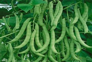 चावल और दाल के साथ इस सब्जी को खाएं, जल्द कम हो जाएगा कोलेस्ट्रॉल लेवल चावल और दाल के साथ इस सब्जी को खाएं, जल्द कम हो जाएगा कोलेस्ट्रॉल लेवल