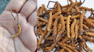  एंटी ऑक्सीडेंट्स और पौष्टिक तत्वों से भरपूर है कीड़ा जड़ी