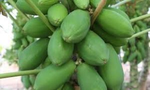 पका ही नहीं, कच्चा पपीता भी आपकी सेहत के लिए बड़ा फायदेमंद
