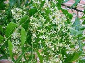 नीम के फूल का शरबत पीने से सेहत को मिलते हैं ये फायदे, एक्सपर्ट से जानें रेसिपी और पीने का तरीका