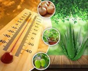 लू से बचने के लिए मददगार हैं आयुर्वेदिक तरीके