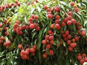  लीची की पत्तियों में होते हैं कई गुण, जानें सेहत के लिए इसके 7 फायदे और इस्तेमाल का तरीका