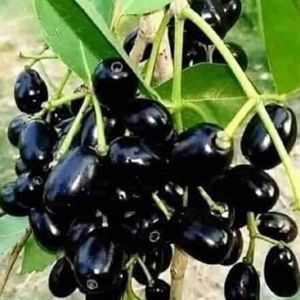  फाइबर, कार्बोहाइड्रेट, पोटैशियम, आयरन और विटामिन से भरपूर है जामुन