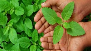 खाली पेट तुलसी की पत्ती चबाने से स्ट्रेस ही नहीं ये 5 समस्याएं भी होती हैं दूर