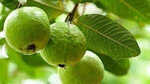 सर्दियों में वजन घटाने के लिए खाएं अमरूद, सेहत को भी मिलेंगे कई फायदे