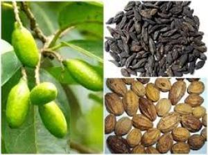   त्रिफला चूर्ण में सबसे खास है हरड़,  बहुत से रोगों से मुक्ति दिलाने में कारगर.... जानते हैं इसके फायदे  .....
