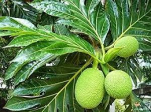सुपरफूड कहलाता है ब्रेडफ्रूट, जानें इसके फायदे  
