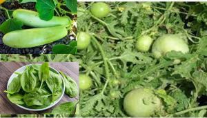  इन 6 सब्जियों की तासीर होती है ठंडी, गर्मी में खाने से शरीर को मिलेगी ठंडक