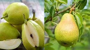  मानसून में रोज खाएं नाशपाती, सेहत को मिलेंगे ये  जबरदस्त फायदे