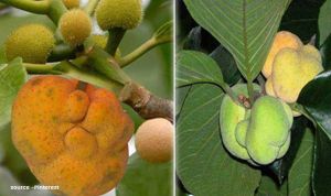   बड़हल खाने से दूर होती हैं बालों की कई समस्याएं