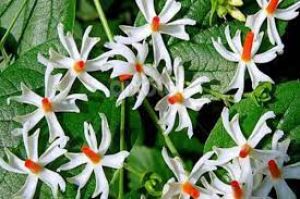  सर्दी-जुकाम से छुटकारा दिलाने में कारगर है हरसिंगार का फूल.....