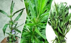 कुलेखरा की पत्तियों का जूस पीने से सेहत को मिलते हैं ये 5 फायदे
