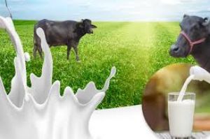   क्या भैंस का दूध पीने से वजन बढ़ता है?  