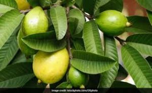  पेट की हर समस्या में रामबाण अमरूद के पत्तों का पानी