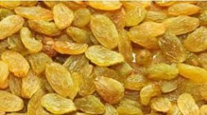  भारतीयों को रोज किशमिश क्यों खाने चाहिए?