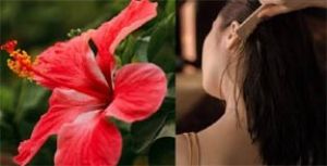  गुड़हल के फूल से बनाएं हेयर मास्क