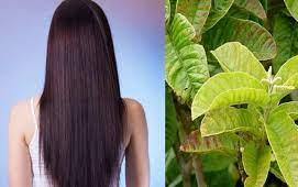 बालों पर इस चीज के साथ लगाएं अमरूद की पत्तियां, हेयर हो जाएंगे काले, लंबे, घने और मजबूत बालों पर इस चीज के साथ लगाएं अमरूद की पत्तियां, हेयर हो जाएंगे काले, लंबे, घने और मजबूत