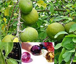 महंगे रत्न नहीं पहन सकते तो इन जड़ीबूटियों से खत्म करें ग्रहों के अशुभ प्रभाव ...! महंगे रत्न नहीं पहन सकते तो इन जड़ीबूटियों से खत्म करें ग्रहों के अशुभ प्रभाव ...!