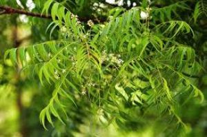 स्किन से लेकर बालों तक, तमाम समस्याओं का इलाज कर सकता है नीम