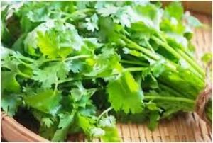 फ्रिज में लंबे समय तक धनिया फ्रेश रखने के लिए अपनाएं ये टिप्स