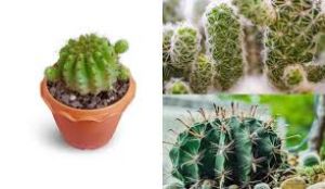 ये पौधे कहीं आपके घर में भी तो नहीं, बनते हैं कंगाली का कारण