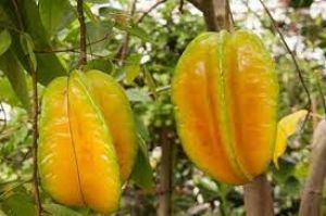 स्किन और बालों की ग्रोथ में फायदेमंद स्टार फ्रूट स्किन और बालों की ग्रोथ में फायदेमंद स्टार फ्रूट