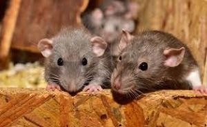 घर में होगी चूहों की NO एंट्री, ये चीज दिखाएगी अपना कमाल चूहे हो जायेंगे छूमंतर घर में होगी चूहों की NO एंट्री, ये चीज दिखाएगी अपना कमाल चूहे हो जायेंगे छूमंतर