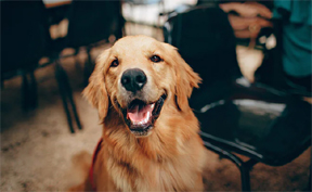 बीपीएल कार्ड दिखाकर कुत्ते, बिल्लियों का हो रहा है रियायती दरों पर इलाज...! बीपीएल कार्ड दिखाकर कुत्ते, बिल्लियों का हो रहा है रियायती दरों पर इलाज...!