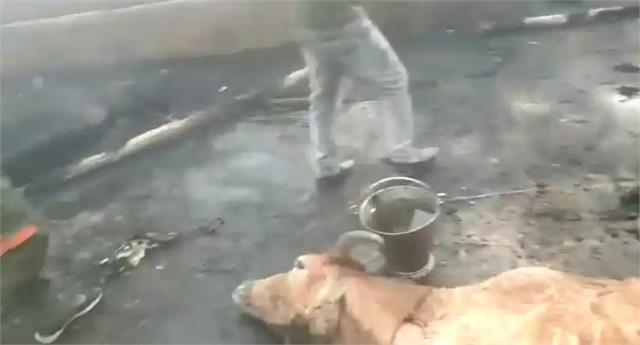 गोशाला में आग लगने से जलकर 38 गायों की मौत गोशाला में आग लगने से जलकर 38 गायों की मौत