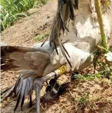 भारत- पाक सीमा पर मुंबई नेचुरल हिस्ट्री सोसाइटी का सन्दिग्ध पक्षी मिला.... भारत- पाक सीमा पर मुंबई नेचुरल हिस्ट्री सोसाइटी का सन्दिग्ध पक्षी मिला....