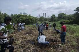 प्रखंड पंचायत ने लगाए 6,000 से अधिक पौधे प्रखंड पंचायत ने लगाए 6,000 से अधिक पौधे