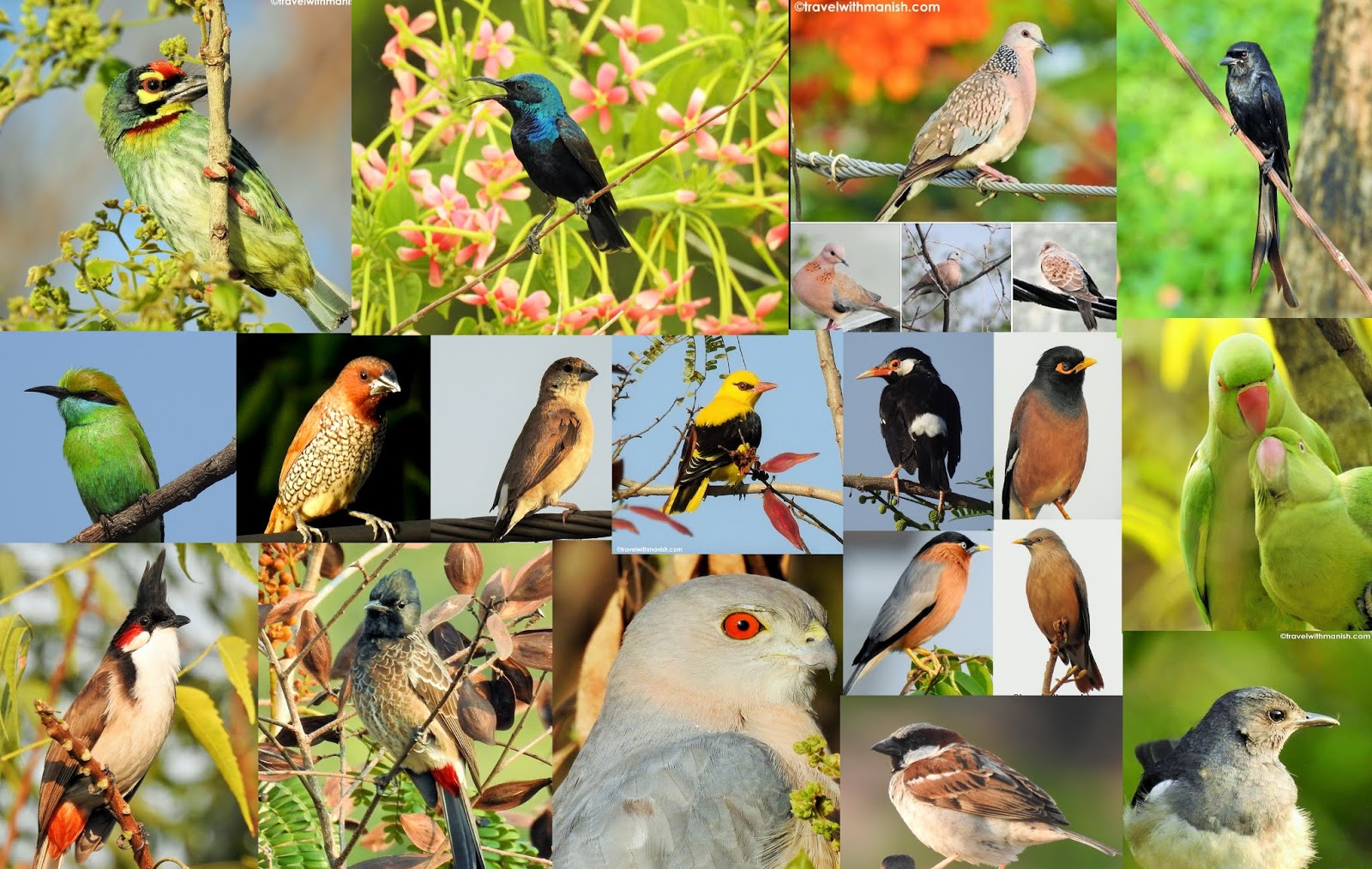 भारतीय प्राणि सर्वेक्षण ने 1,000 से ज्यादा पक्षियों की प्रजाति पर नयी किताब प्रकाशित की भारतीय प्राणि सर्वेक्षण ने 1,000 से ज्यादा पक्षियों की प्रजाति पर नयी किताब प्रकाशित की