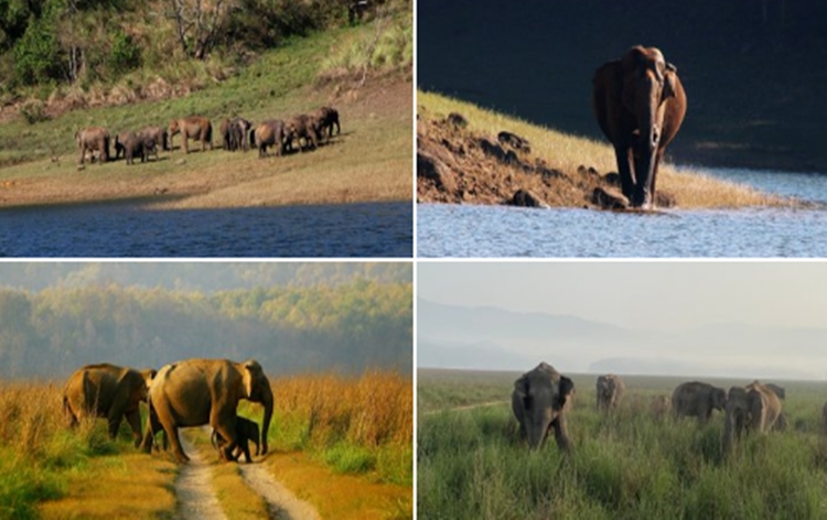 विश्व हाथी दिवस पर प्रधानमंत्री ने हाथी के संरक्षण में लगे लोगों की सराहना की विश्व हाथी दिवस पर प्रधानमंत्री ने हाथी के संरक्षण में लगे लोगों की सराहना की