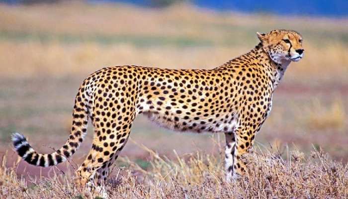 विदेशों से इस महीने चीते लाने की संभावनाएं क्षीण विदेशों से इस महीने चीते लाने की संभावनाएं क्षीण