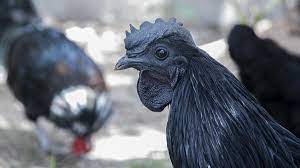 देश भर में कड़कनाथ की बांग, झाबुआ में सालाना पैदावार बढ़कर 2.5 लाख चूजों पर पहुंची देश भर में कड़कनाथ की बांग, झाबुआ में सालाना पैदावार बढ़कर 2.5 लाख चूजों पर पहुंची