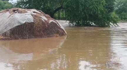 मूसलाधार बारिश, महानदी में बाढ़ के आसार मूसलाधार बारिश, महानदी में बाढ़ के आसार