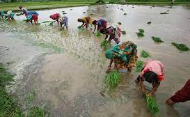 देश में 18 अगस्त तक धान का रकबा 8.25 फीसदी घटा देश में 18 अगस्त तक धान का रकबा 8.25 फीसदी घटा