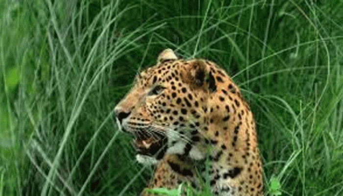 जंगली जानवरों के हमले में जान गंवाने पर अब 20 लाख की अनुग्रह राशि मिलेगी जंगली जानवरों के हमले में जान गंवाने पर अब 20 लाख की अनुग्रह राशि मिलेगी