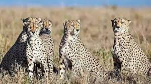 नामीबया से आठ चीते 17 सितंबर को कार्गो उड़ान से पहले जयपुर पहुंचेंगे नामीबया से आठ चीते 17 सितंबर को कार्गो उड़ान से पहले जयपुर पहुंचेंगे