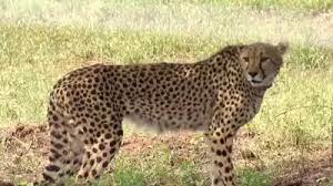 नामीबिया से लाये गये चीतों को भारत में पहली बार भोजन परोसा गया, उछल-कूद करते दिखे नामीबिया से लाये गये चीतों को भारत में पहली बार भोजन परोसा गया, उछल-कूद करते दिखे