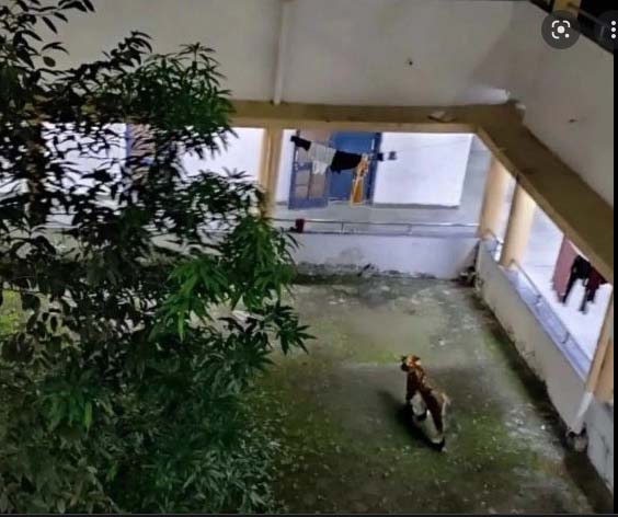 मौलाना आजाद राष्ट्रीय प्रौद्योगिकी संस्थान परिसर में बाघ देखे जाने के बाद दहशत मौलाना आजाद राष्ट्रीय प्रौद्योगिकी संस्थान परिसर में बाघ देखे जाने के बाद दहशत