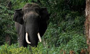 हाथियों के गले में रेडियो कॉलर बांधा जाएगा हाथियों के गले में रेडियो कॉलर बांधा जाएगा