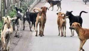 कुत्तों के हमले से घायल आठ महीने के बच्चे की मौत कुत्तों के हमले से घायल आठ महीने के बच्चे की मौत