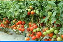 फसल वर्ष 2021-22 में आलू, टमाटर के उत्पादन में 4-5 प्रतिशत की गिरावट का अनुमान फसल वर्ष 2021-22 में आलू, टमाटर के उत्पादन में 4-5 प्रतिशत की गिरावट का अनुमान