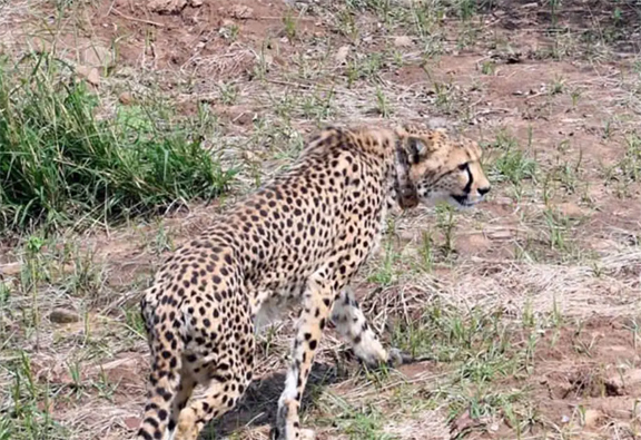 अफ्रीका से लाए गए दो चीतों ने बड़े बाड़े में छोड़े जाने के 24 घंटों के अंदर पहला शिकार किया अफ्रीका से लाए गए दो चीतों ने बड़े बाड़े में छोड़े जाने के 24 घंटों के अंदर पहला शिकार किया