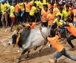 तमिलनाडु में जल्लीकट्टी उत्सव शुरू तमिलनाडु में जल्लीकट्टी उत्सव शुरू