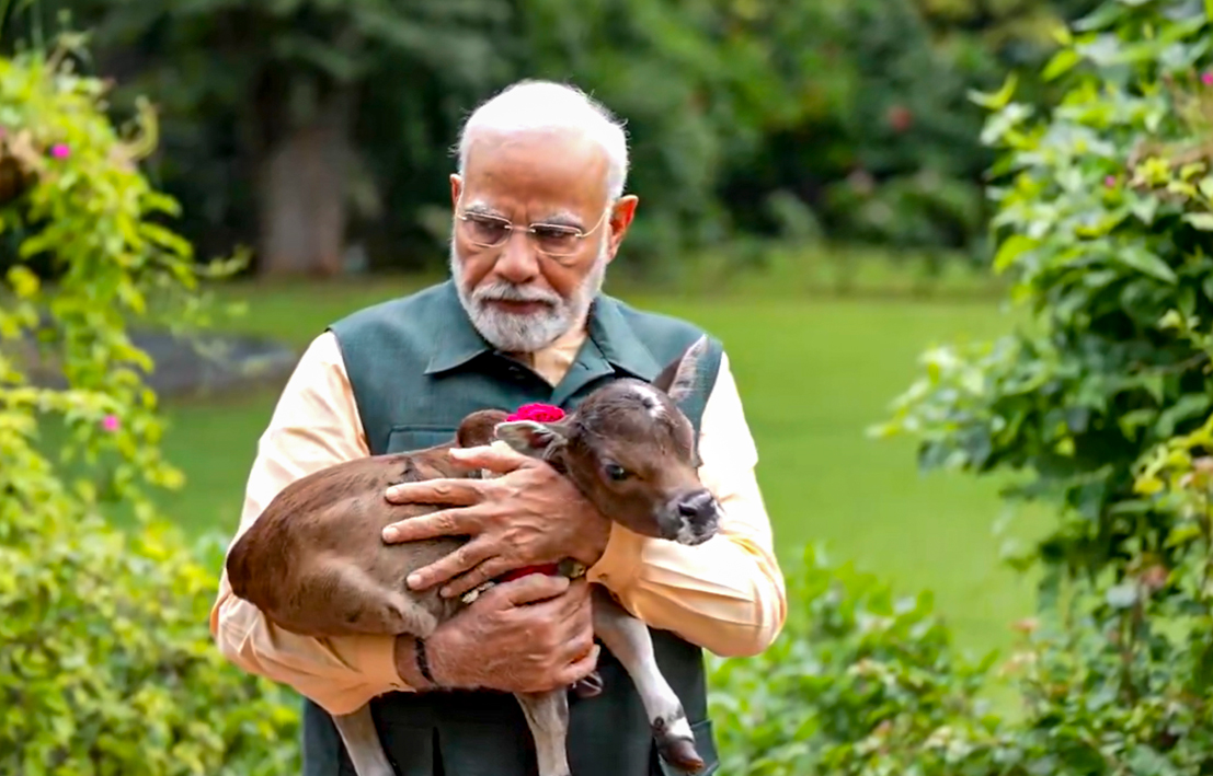 प्रधानमंत्री के आवास में बछिया का जन्म, दीपज्योति रखा नाम प्रधानमंत्री के आवास में बछिया का जन्म, दीपज्योति रखा नाम