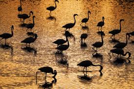 पक्षियों के लिए स्वर्ग बना गुजरात, सिर्फ देवभूमि द्वारका में मिली 456 प्रजातियां: रिपोर्ट पक्षियों के लिए स्वर्ग बना गुजरात, सिर्फ देवभूमि द्वारका में मिली 456 प्रजातियां: रिपोर्ट